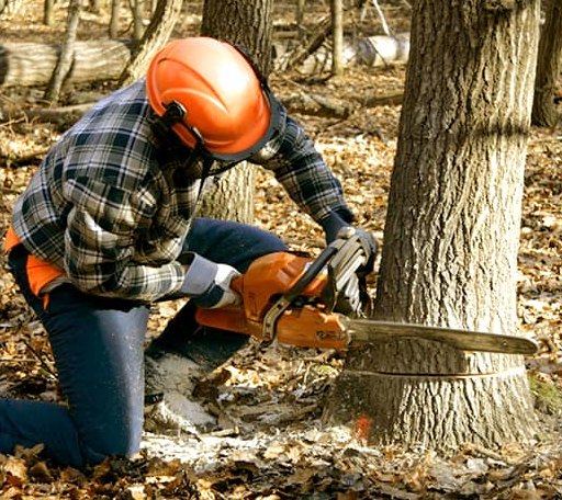 Tree Removal in Sandy Hook, VA